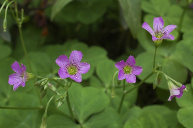 野花 摄影 禅是一枝花