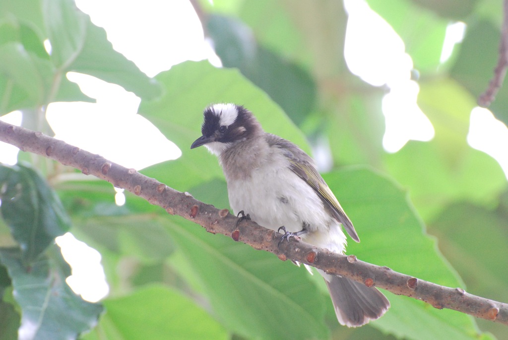 鳥 摄影 on112002