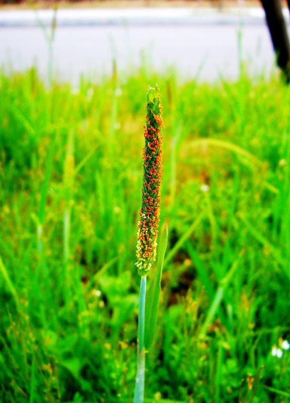 花草 摄影 三水眠