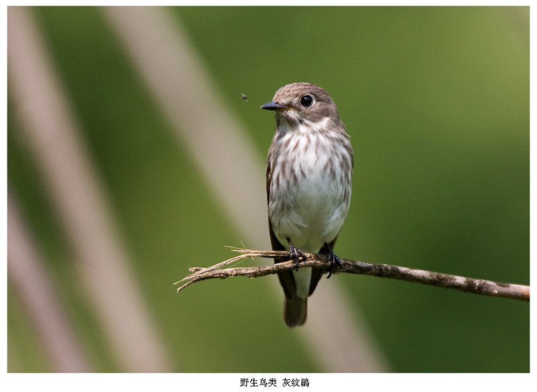 灰纹鹟 摄影 pigeon