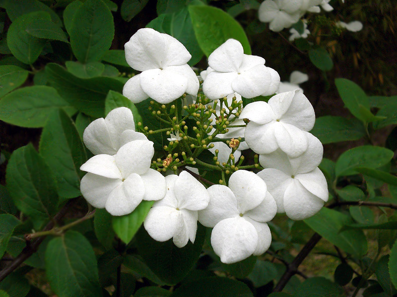 花环(琼花) 摄影 白色风帆