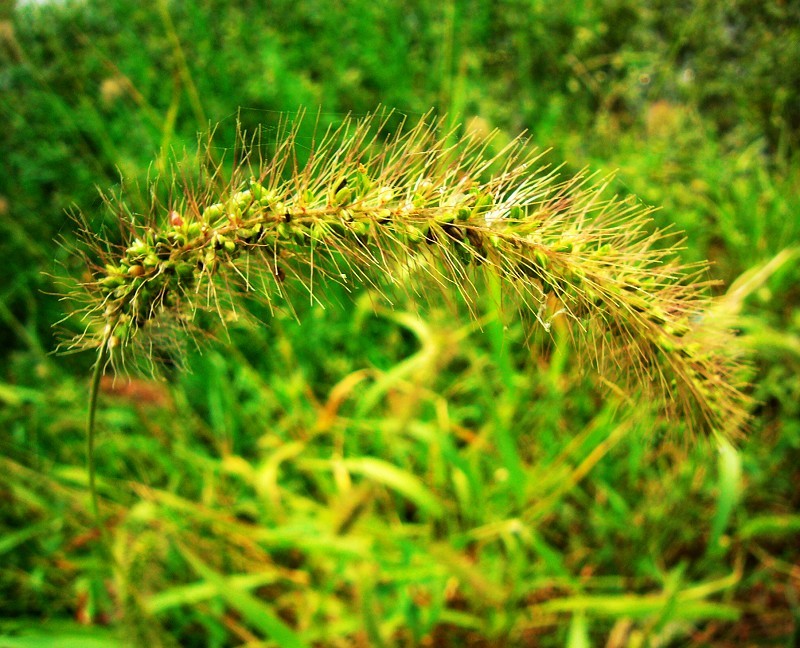 花草 摄影 三水眠