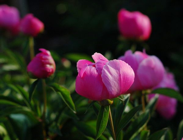 芍药 摄影 图说