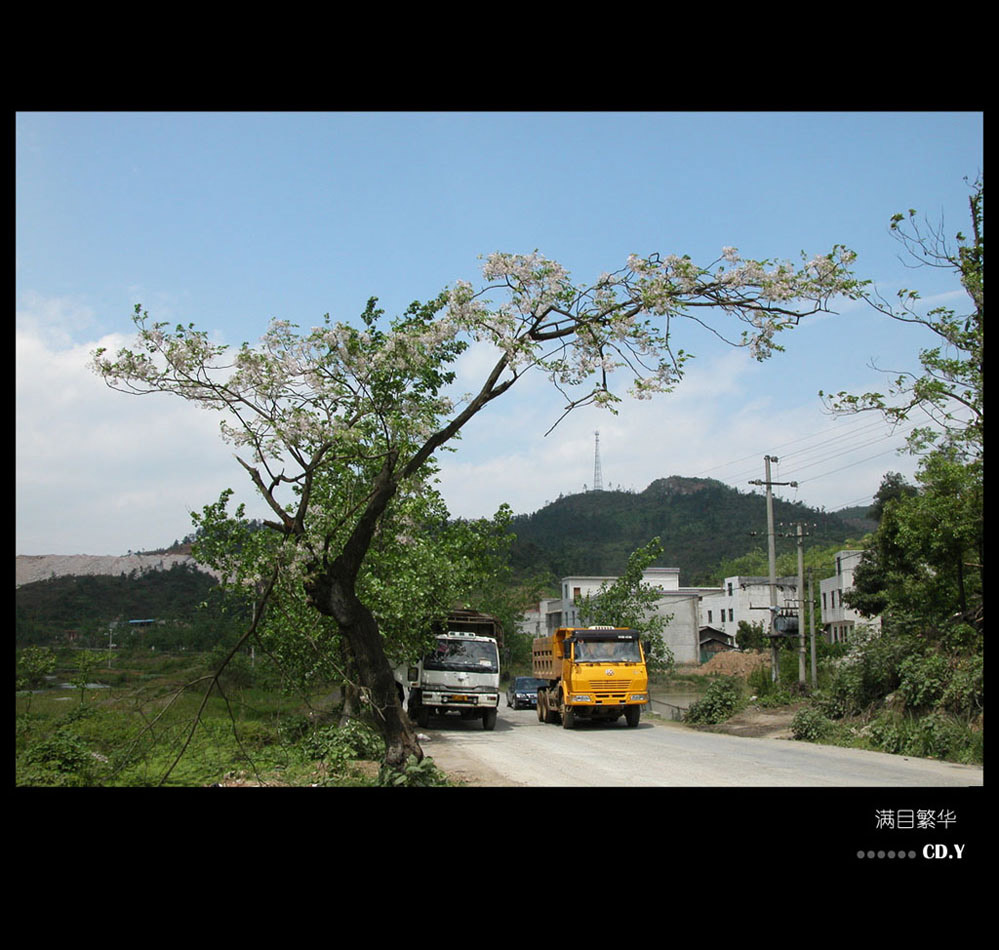 路上风景 － 满目繁华 摄影 CD.Y