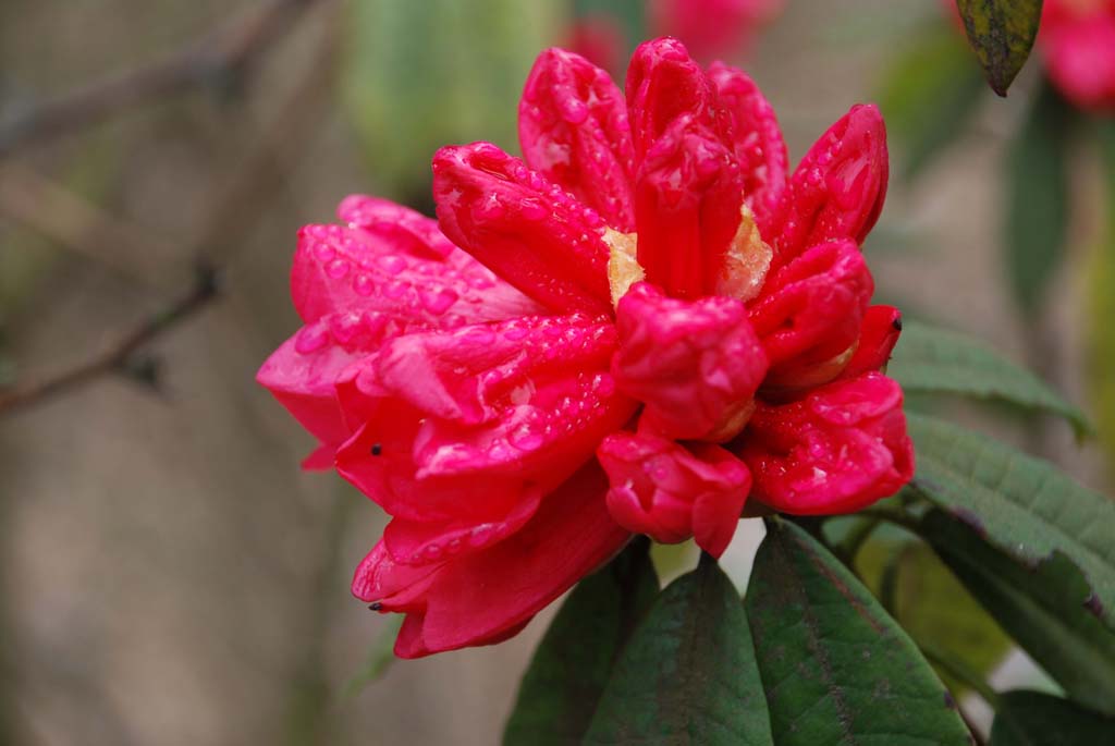 杜鹃花 摄影 冷风1