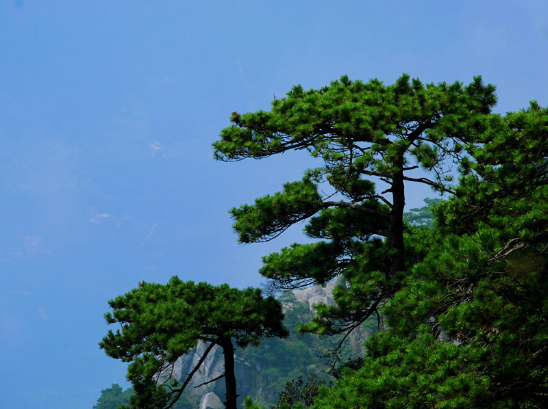 松 青山 摄影 江原