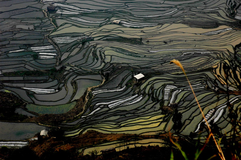 元阳梯田. 摄影 阳光苹果