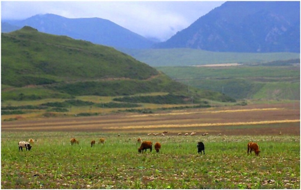 高山牧场 摄影 荆洲大侠