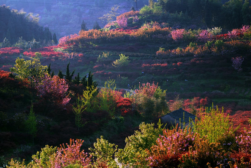 《绚美春山》 摄影 Robbin