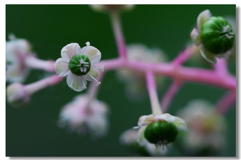 小花 摄影 焦点A