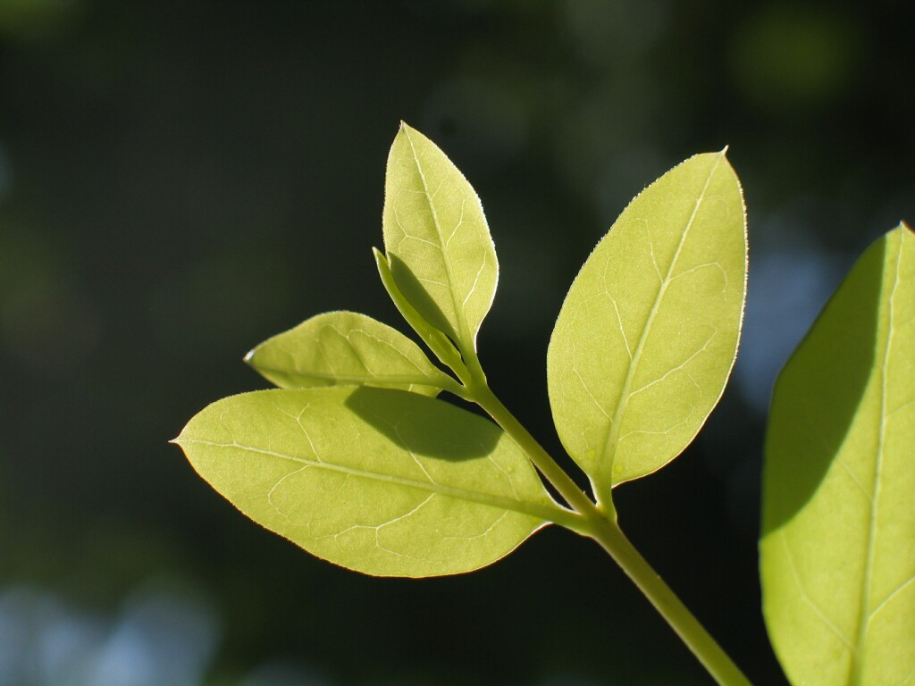 叶子 摄影 zhaofei