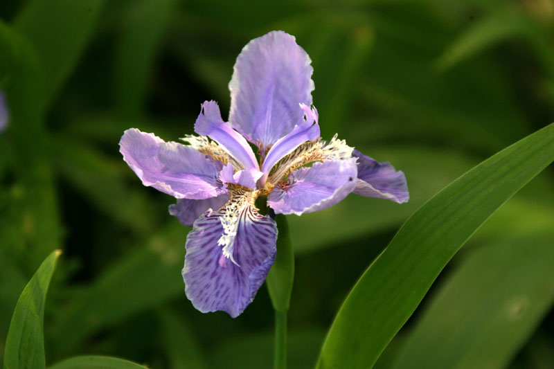 招人的花儿－－请教花名 摄影 采菊老人