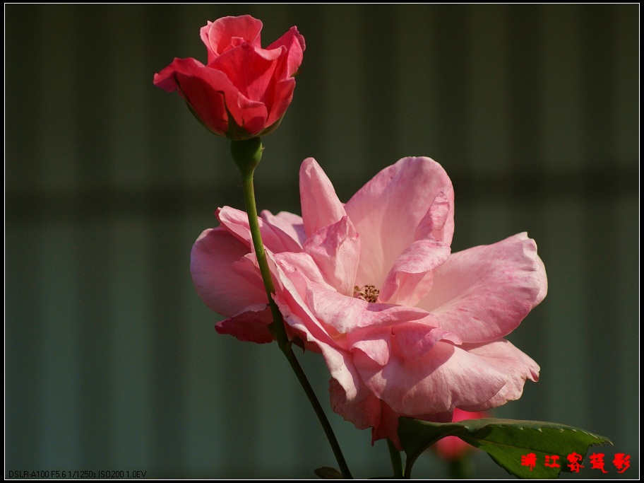 月季花 摄影 浦江客