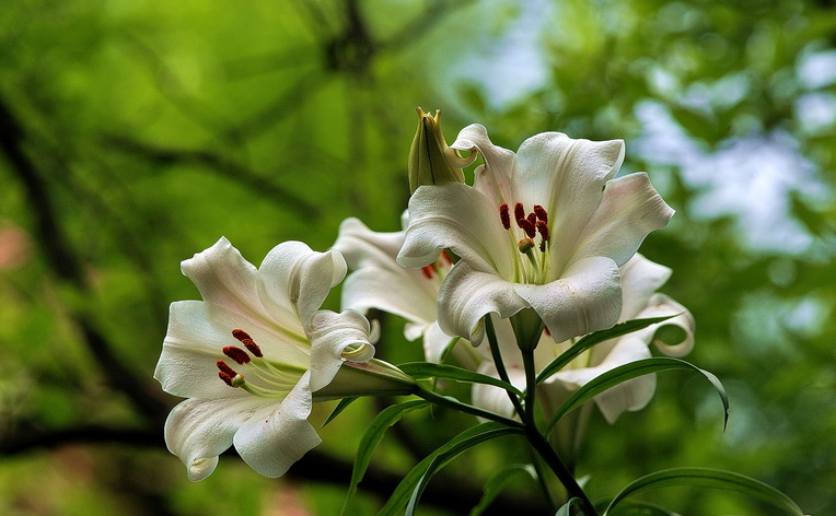 百合花 摄影 风帆