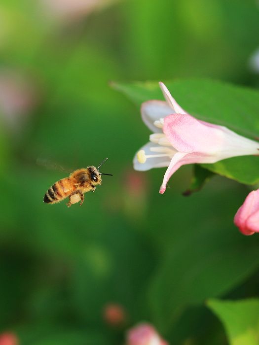 蜂 摄影 初学影人