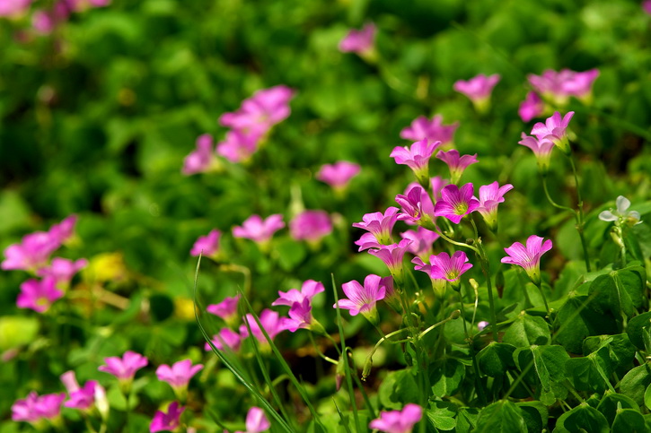 小花 摄影 风帆