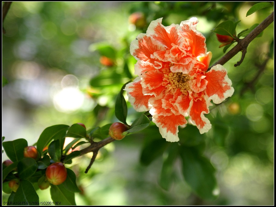 石榴花 摄影 浦江客