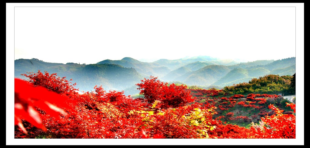 满山红叶 摄影 扬帆远航