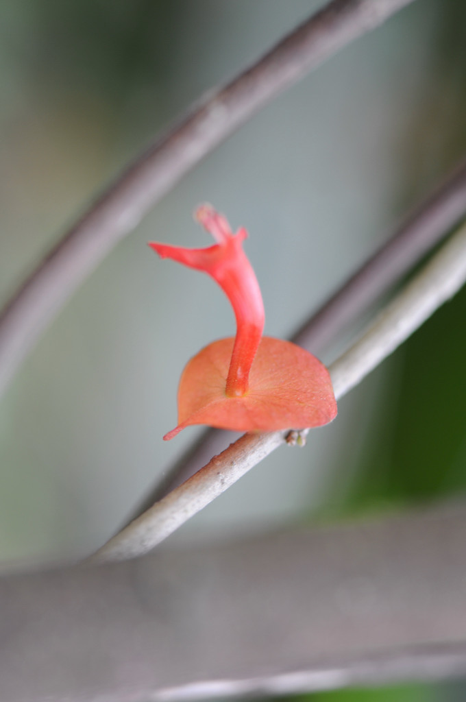 钢丝上的芭蕾 摄影 瑞点