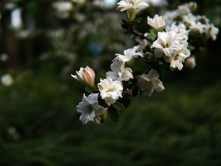 小白花 摄影 稼宝