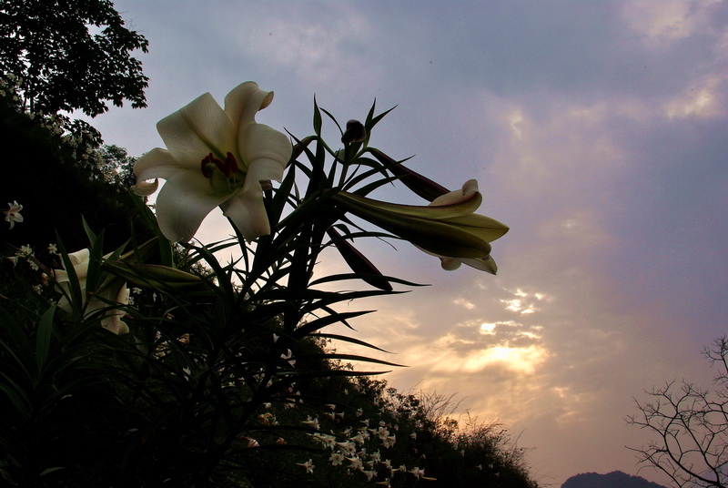 百合花--献给灾区人民 摄影 风帆