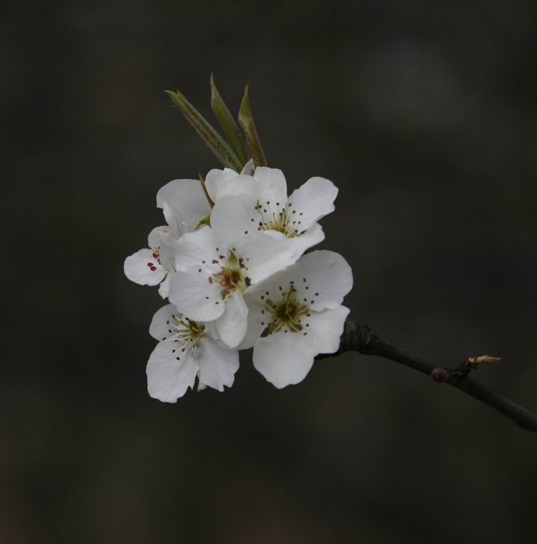 哀悼 摄影 大理河