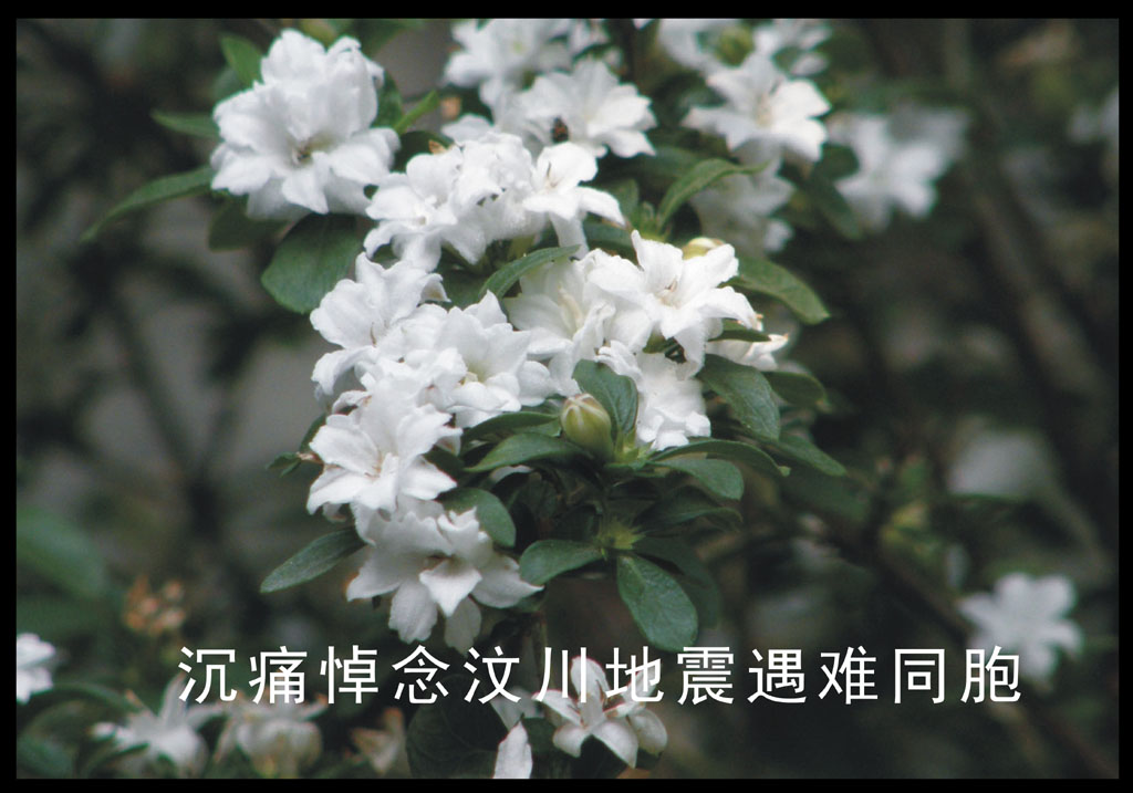 沉痛悼念汶川地震遇难同胞 摄影 江平