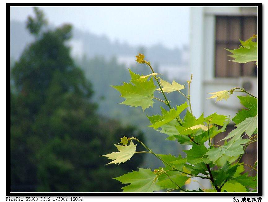 寒风悲雨——悼念地震逝去的同胞 摄影 地瓜飘香