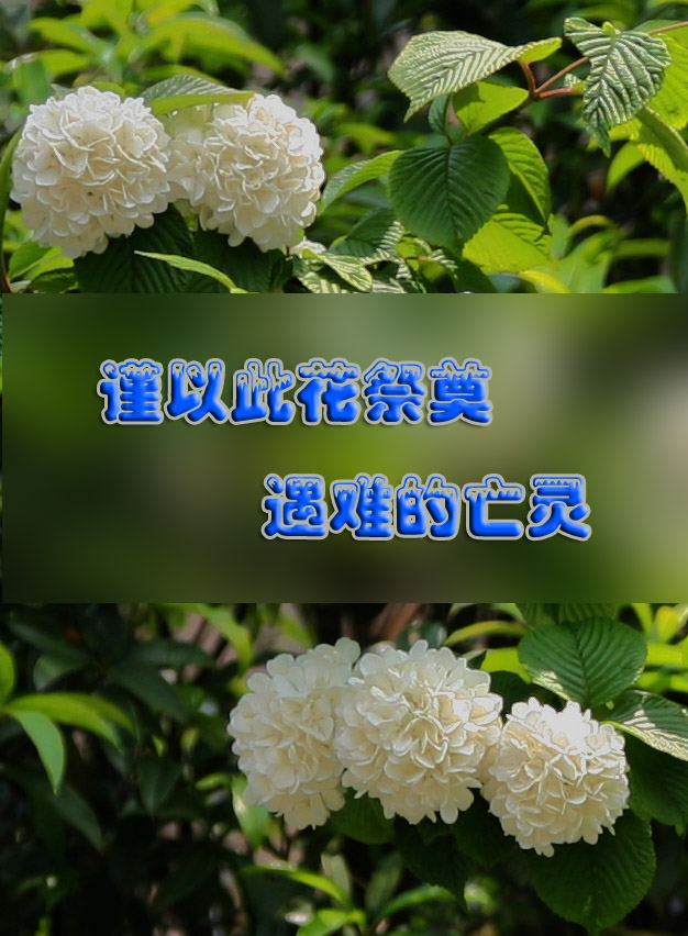 谨以此花祭奠遇难的亡灵 摄影 二维空间