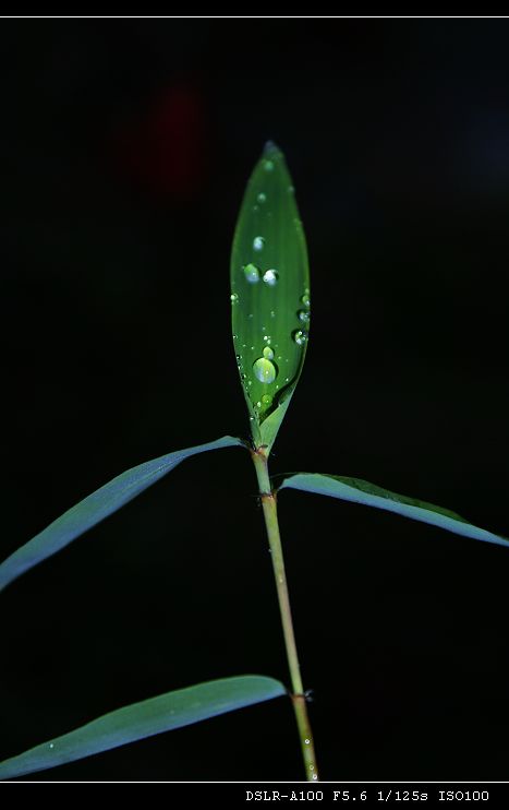 露 摄影 叶子杂草