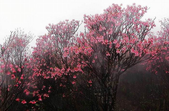 大明山花景 摄影 妙手