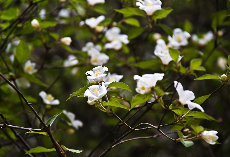 小白花 摄影 苗思