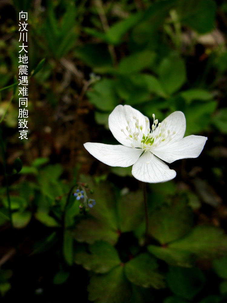 向汶川大地震遇难同胞致哀 摄影 金光勋