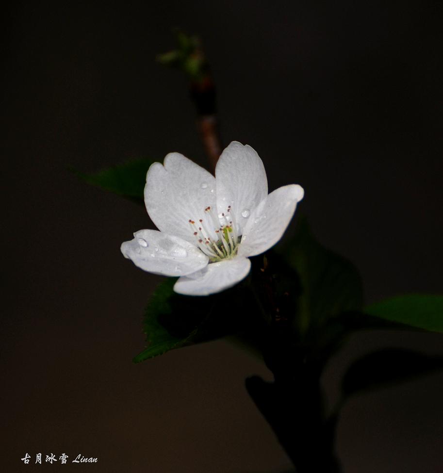 白樱花 摄影 古月冰雪