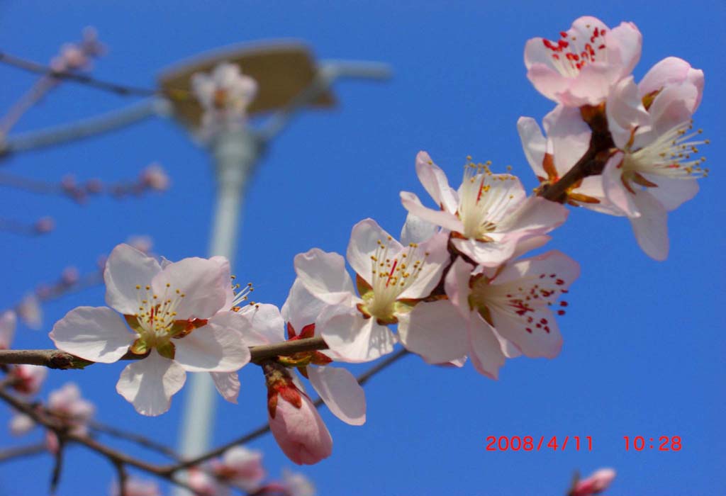 花枝俏 摄影 福人居士