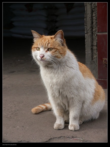 猫猫 摄影 走走拍拍去