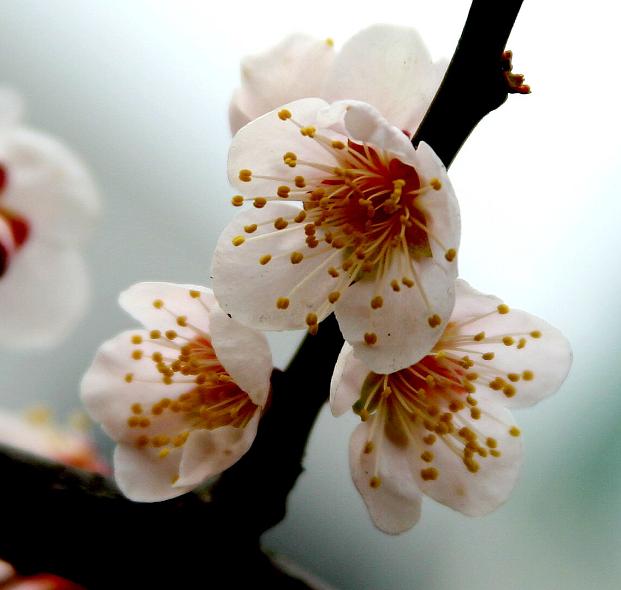 梅花图 摄影 梅花