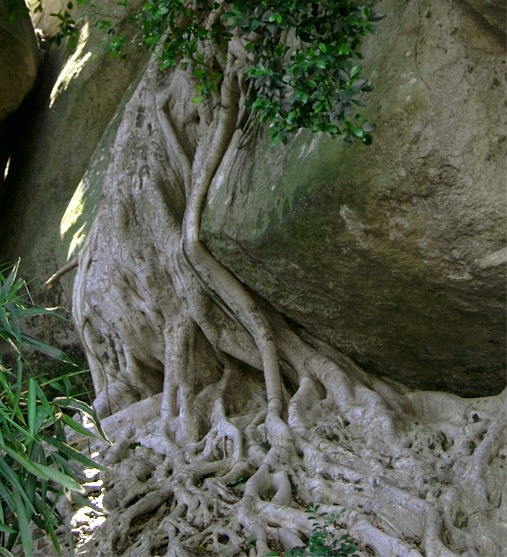 榕树 摄影 石竹小王子