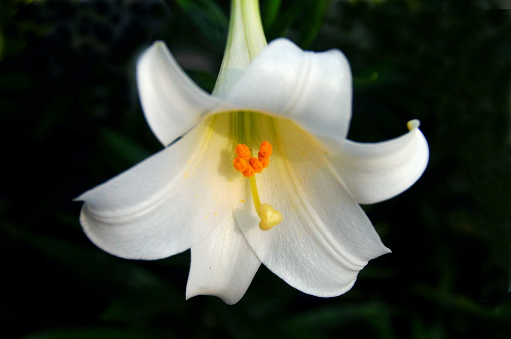 百合的芬芳 摄影 天风