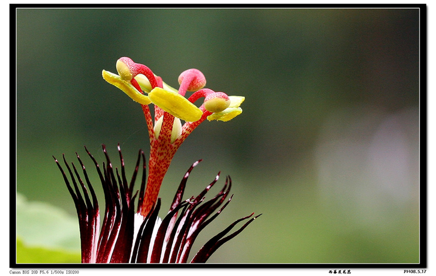 西蕃莲花蕊 摄影 gxlaopan