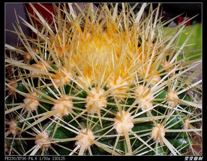 仙人球花 摄影 莹莹