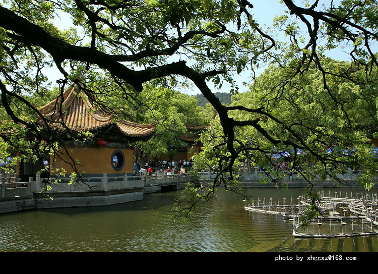 普济寺－莲花池 摄影 板桥竹