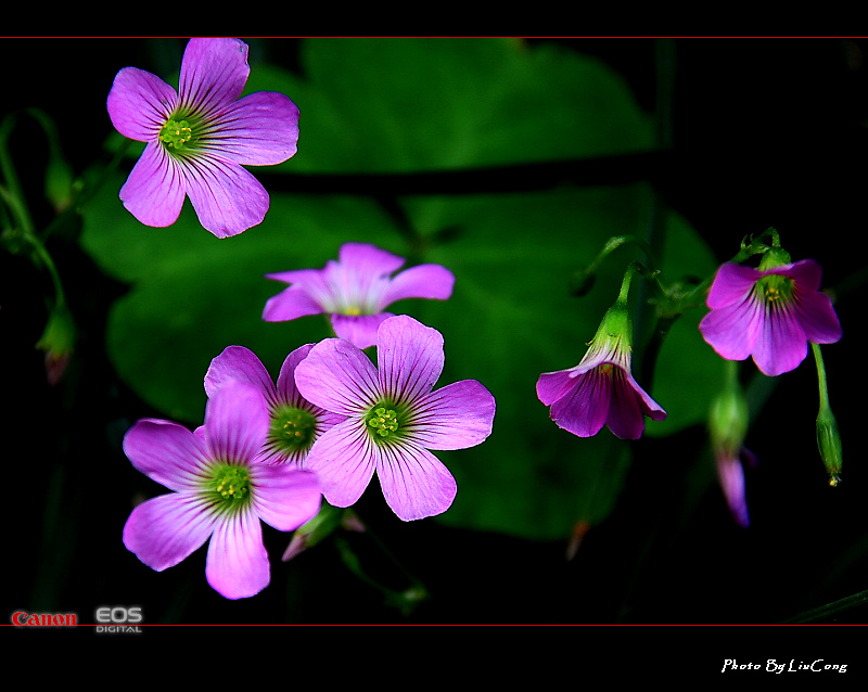 小花 摄影 山中白桦林