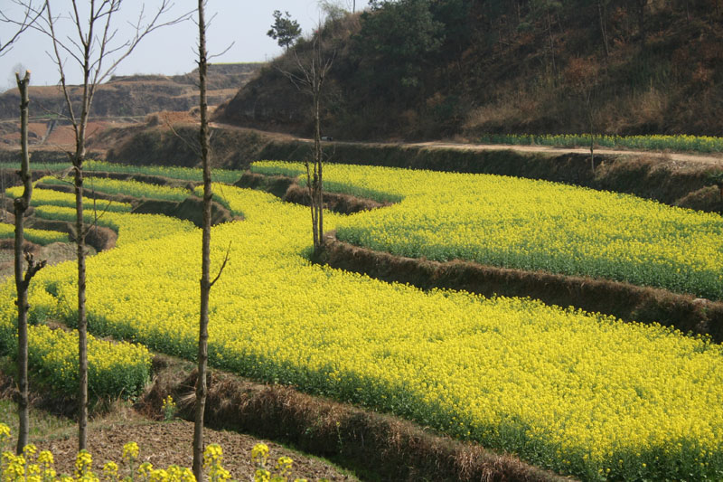 油菜花 摄影 刘哲