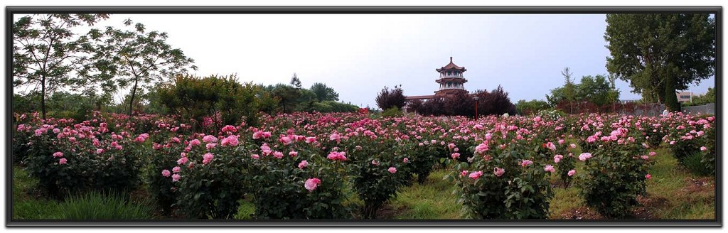 繁花似锦 摄影 changjiaoju