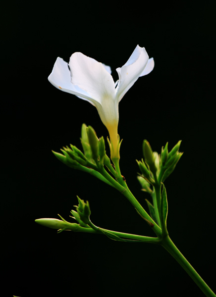 小白花 摄影 麦克