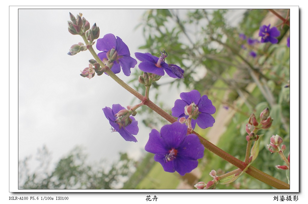 花卉 摄影 刘鎏