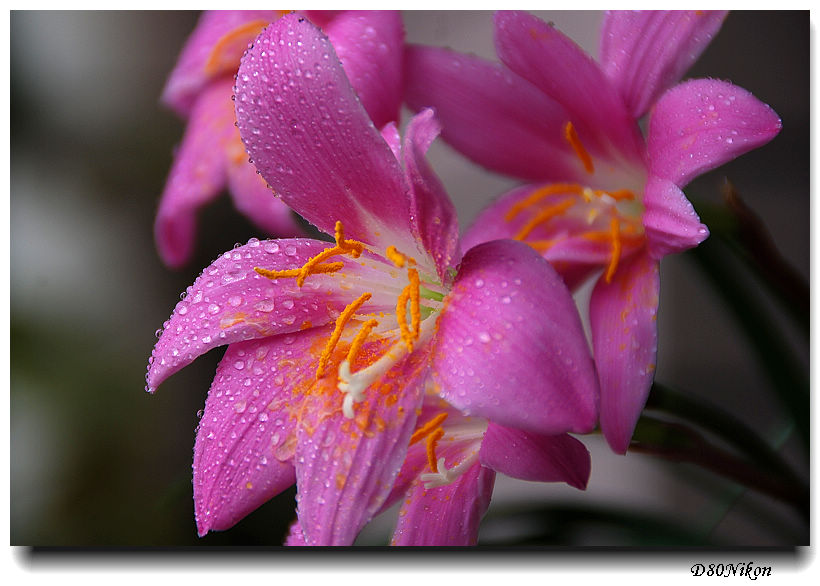 雨露花艳 摄影 runyee