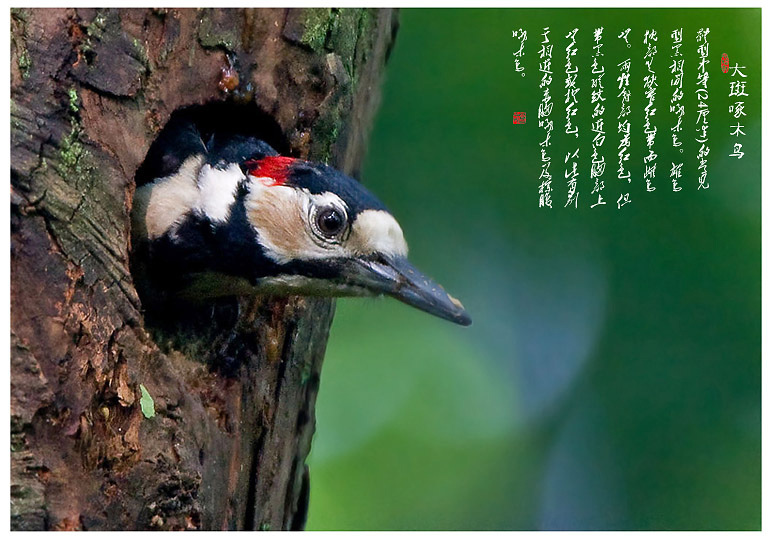 大斑啄木鸟 摄影 pigeon