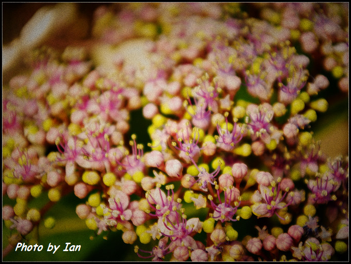 繁花lomo 摄影 river62020